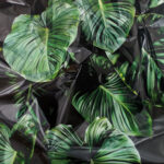 Philodendron Gloriosum